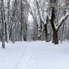 Зимний парк. :: Милешкин Владимир Алексеевич 
