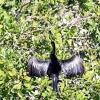 анинга (она же американская змеешейка, Anhinga anhinga). :: Yury 