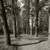 Аллея в парке :: Наталья