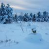 На фотографии изображён зимний пейзаж, наполненный спокойствием и прохладой. :: NikitinAleks 