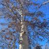 Лысый тополь :: Георгиевич 