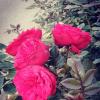 Розы :: Натали 