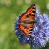 Бабочка-крапивница :: Любовь Сахарова
