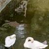 Лебеди в парке Лога :: Татьяна Пальчикова