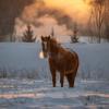 Красивый конь у зимней дороги. :: Павел Крутенко