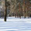 Зимний лес :: Милешкин Владимир Алексеевич 