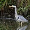 Серая цапля. :: Alexander Amromin
