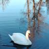 А белый лебедь на пруду... :: tatyana 