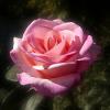 Нежная розочка вечером в саду. :: Наталья ***