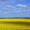 Цветёт рапс. :: Константин Белоногов