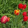 Тюльпаны :: Freddy 97
