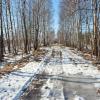 По весенней просеке :: Валерий Иванович