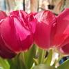 Тюльпаны :: Наталья 