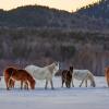 Кони на Голоустненском тракте :: Павел Крутенко