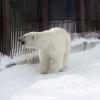 Белый медведь из пермского зоопарка :: Евгений Шафер