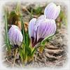 Нежные крокусы :: Наталья ***