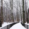 Зимний лесопарк, Светлогорск :: Рита Симонова