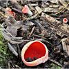 Саркосцифа алая. :: Валерия Комова
