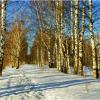 Март в берёзовой роще :: Валентин Котляров