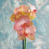 Орхидея КВ Бьюти :: Irene Irene