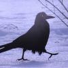 Грач прилетел :: Людмила Смородинская