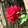 Роза алая :: Лариса С.