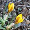 Весна идет - первые крокусы! :: Светлана 