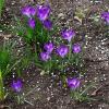 Крокусы :: Рита Симонова