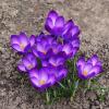 Крокусы :: Рита Симонова
