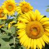 СОЛНЕЧНЫЕ ПОДСОЛНУХИ :: Валентина 