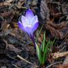 Крокусы :: Рита Симонова