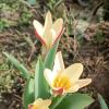 Тюльпаны первые цветы  :: Слава Коломойцев