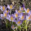 Первые крокусы расцвели в Царицыне :: <<< Наташа >>>