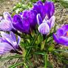 Крокусы на городской клумбе. :: Милешкин Владимир Алексеевич
