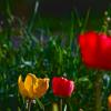 Тюльпаны :: Giant Tao /