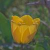 Желтенький тюльпанчик. :: Giant Tao /