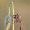 Ктырь.Robber Fly :: Александр Григорьев