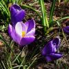 Крокусы :: Рита Симонова