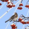Рябина под снегом и дрозд :: Галина Козлова 
