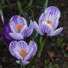 Крокусы :: Рита Симонова