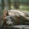 Волк на отдыхе :: Александр Леонов