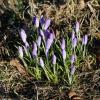 Крокусы :: Наталья Герасимова