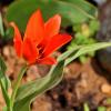 Первый апрельский тюльпан :: Светлана 