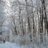 Зимняя дубрава :: Юрий Воронов
