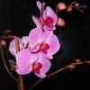 Орхидея цветет :: Наталья ***