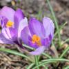 Крокусы :: Andrey Lomakin