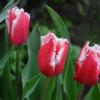 Алые тюльпаны с белой бахромой... :: Надежда Куркина 