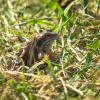 A frog in the grass on a spring day | 3 :: Sergey Sonvar