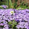 Phlox subulata :: Гуля Нагиева