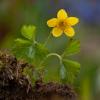 ПРИРОДА . :: Владимир Железнов